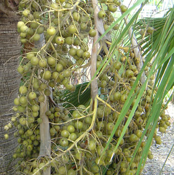 Guadalupe Palm